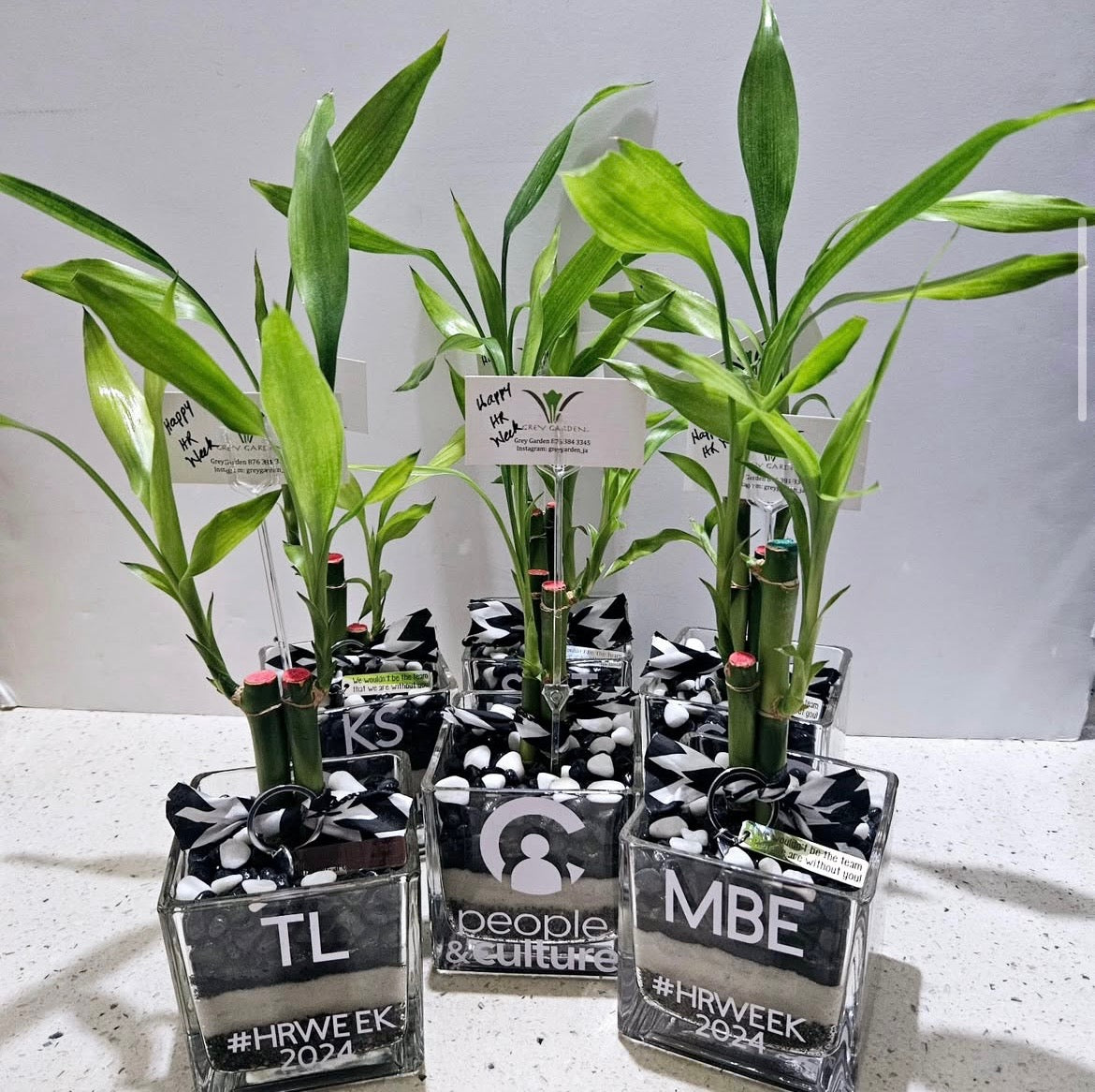 Lucky Bamboo