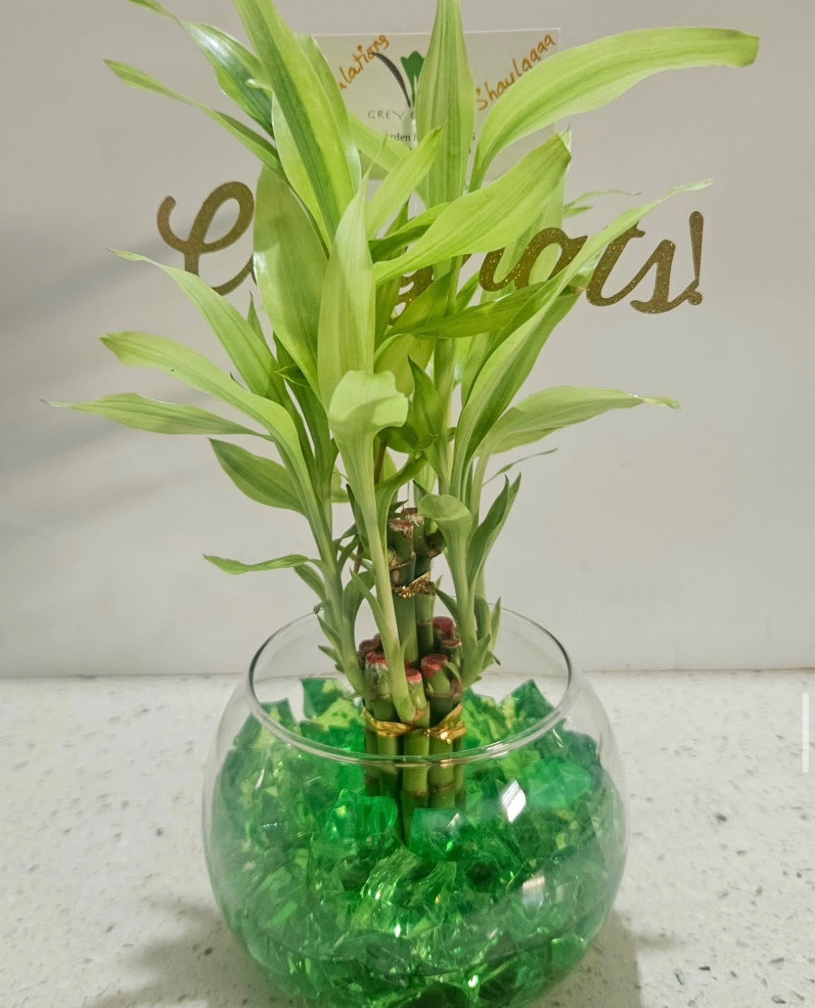 Lucky Bamboo