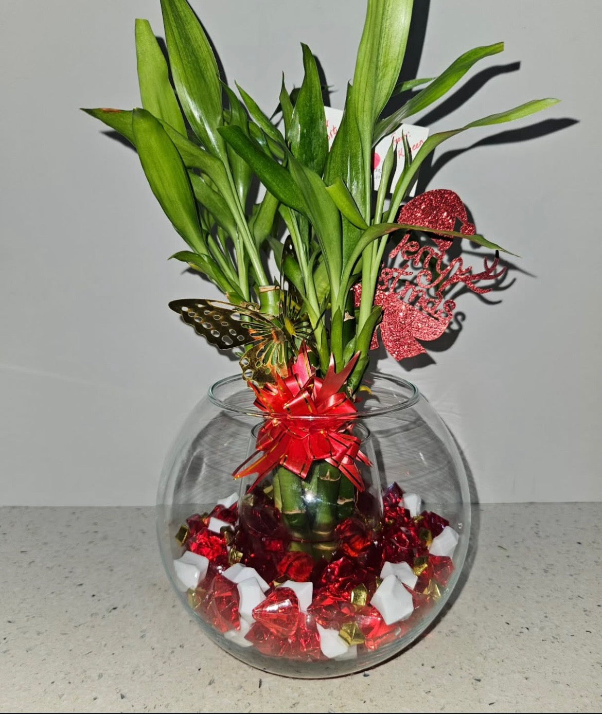 Lucky Bamboo