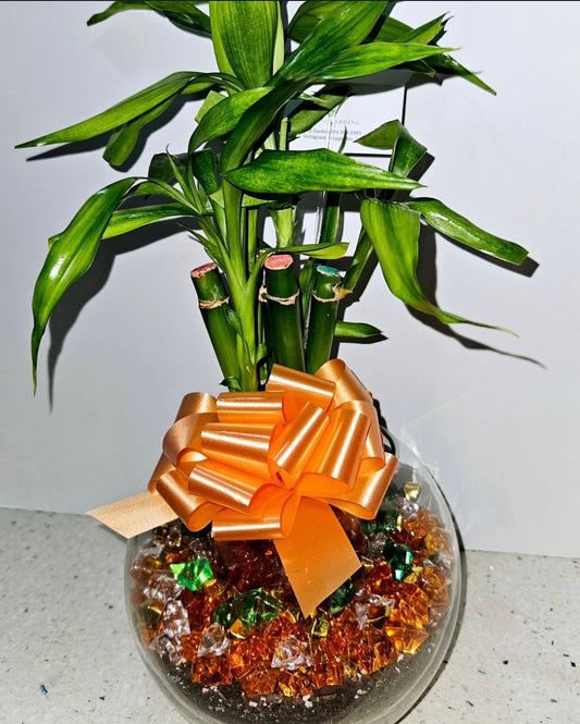 Lucky Bamboo