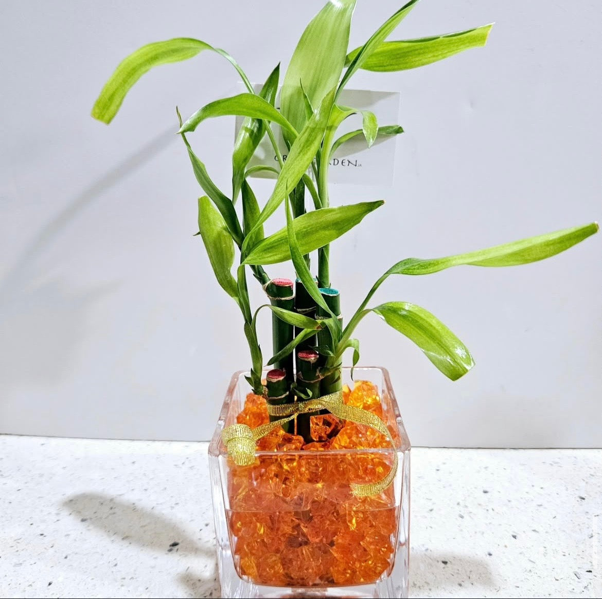 Lucky Bamboo