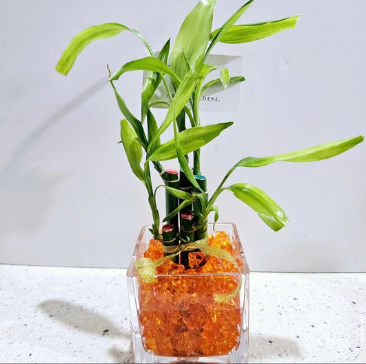 Lucky Bamboo